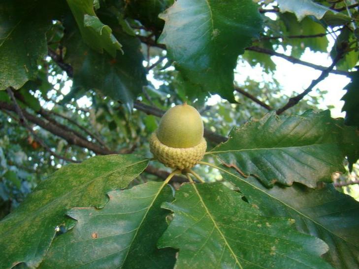Swamp Chestnut Oak | Quercus michauxii