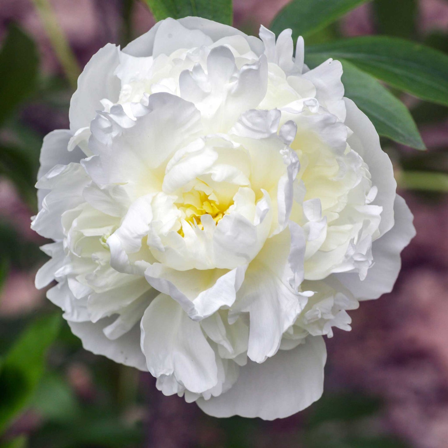 Peonies Perennials | Paeonia lactiflora & hybrids