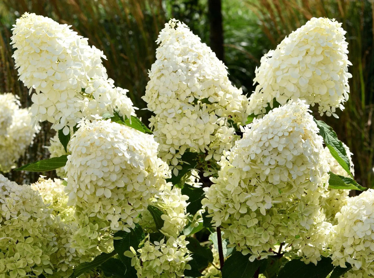 Phantom Hydrangea Tree