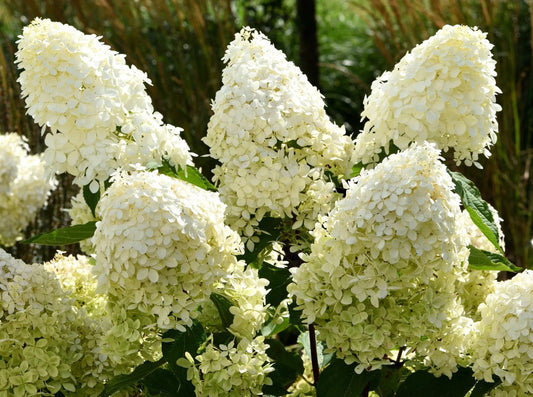 Phantom Hydrangea Tree