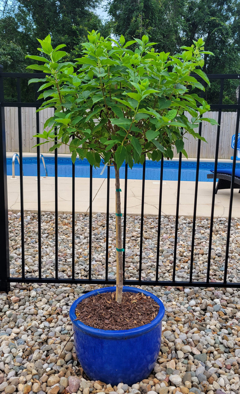 Phantom Hydrangea Tree