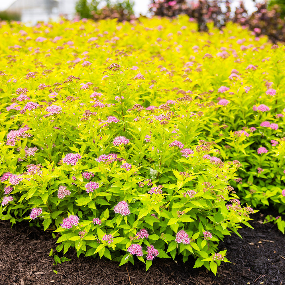 Pineapple Poprocks® Spirea | Spirea japonica 'Golden Select' USPPAF, CPBRAF