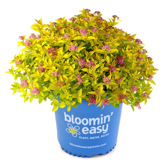 Pineapple Poprocks® Spirea | Spirea japonica 'Golden Select' USPPAF, CPBRAF