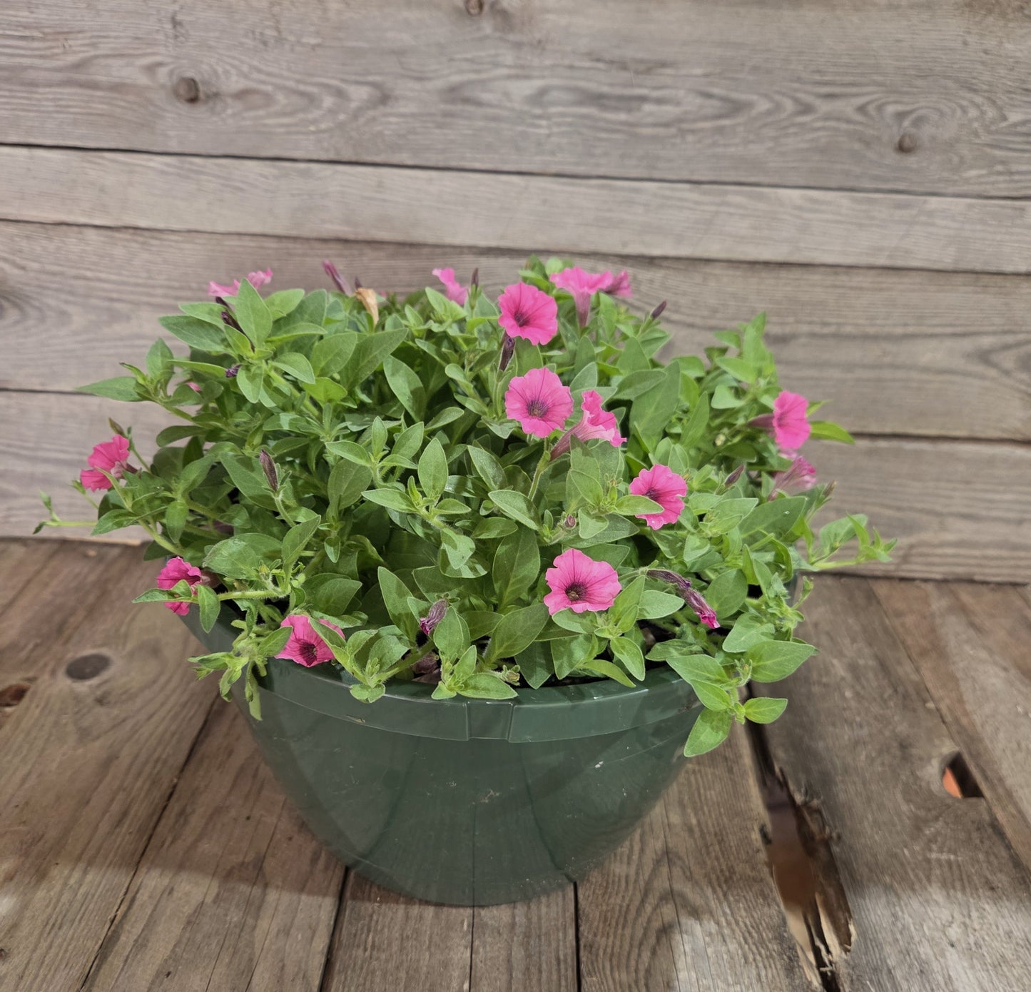 Supertunia Mini Vista® Hot Pink