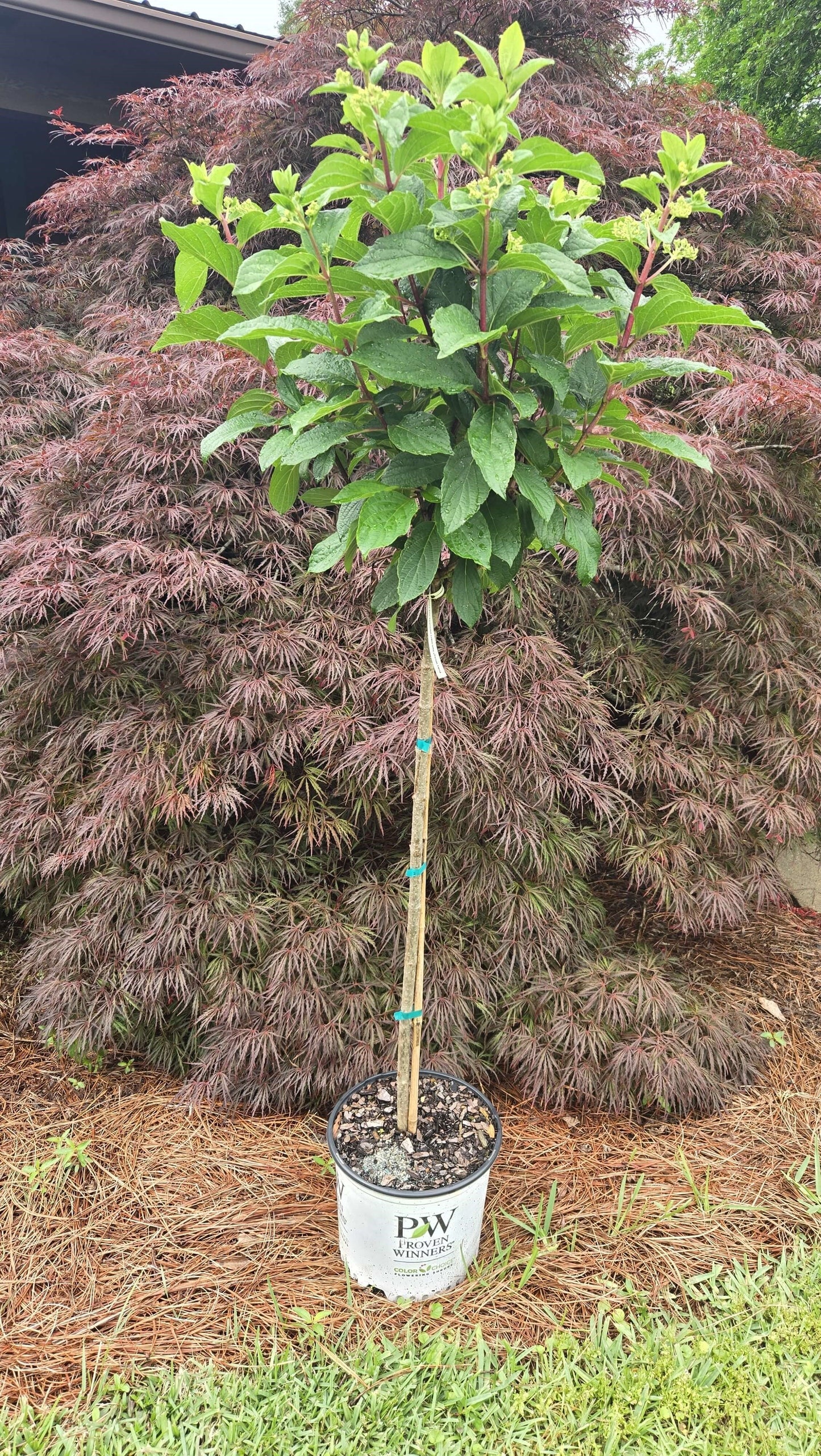 Pinky Winky ®  Hydrangea Standard Tree | Hydrangea paniculata