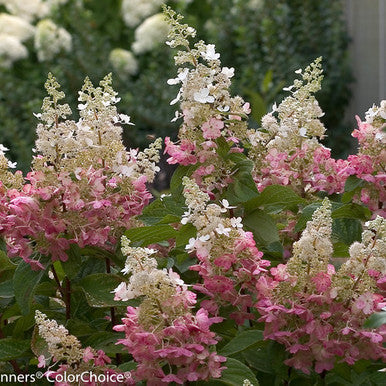 Pinky Winky ®  Hydrangea Standard Tree | Hydrangea paniculata