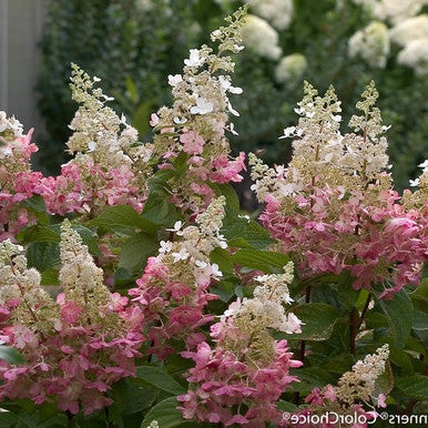 Pinky Winky ®  Hydrangea Standard Tree | Hydrangea paniculata