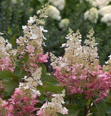 Pinky Winky ®  Hydrangea Standard Tree | Hydrangea paniculata