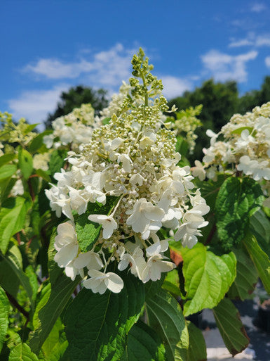 Pinky Winky ®  Hydrangea Standard Tree | Hydrangea paniculata