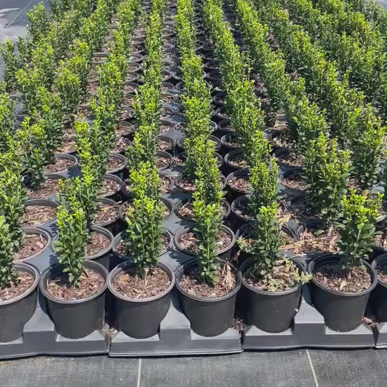 Sky Pencil Holly | Ilex crenata 'Sky Pencil' | Free Ground Shipping |Available in 3 Sizes