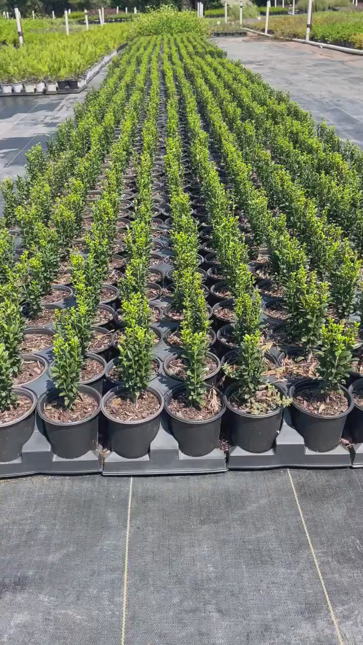 Sky Pencil Holly | Ilex crenata 'Sky Pencil' | Free Ground Shipping |Available in 3 Sizes