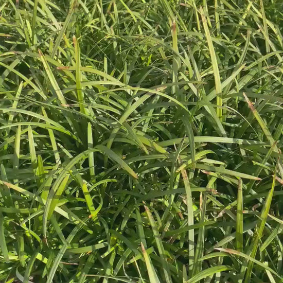 Big Blue Liriope | Evergreen Groundcover | Free Shipping | Available In Quart Size Containers | Fast Growing | Durable Plant | Sun or Shade