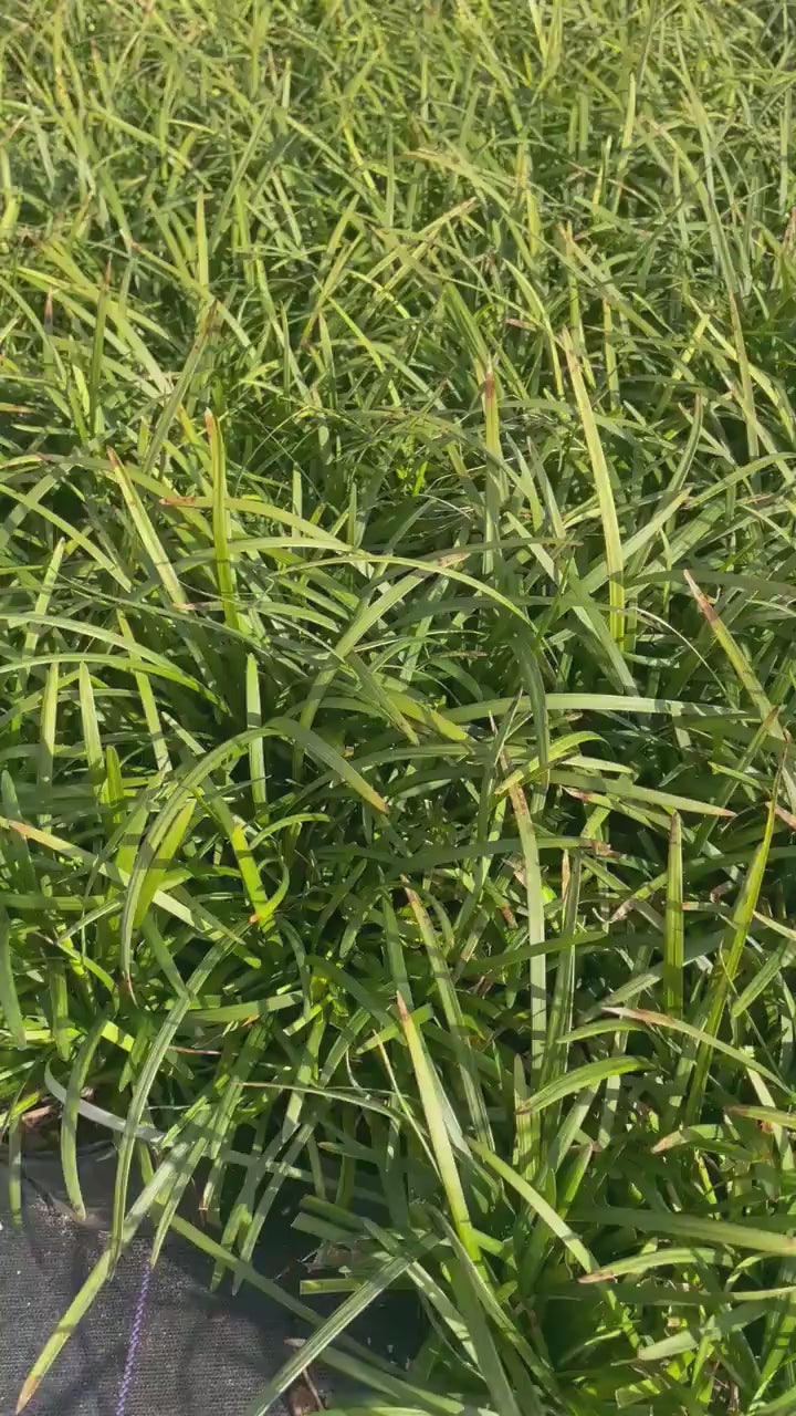 Big Blue Liriope | Evergreen Groundcover | Free Shipping | Available In Quart Size Containers | Fast Growing | Durable Plant | Sun or Shade