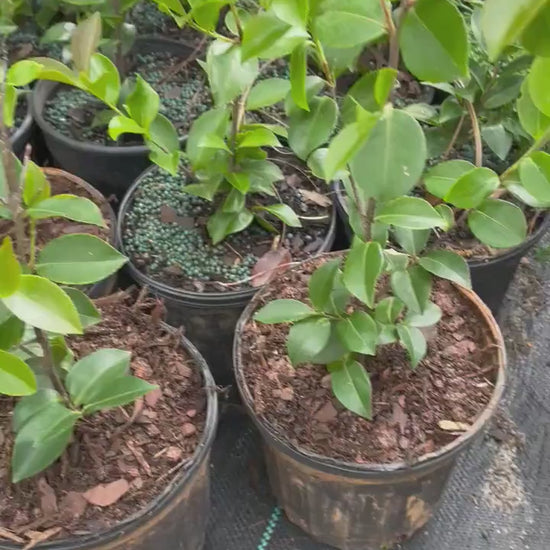 PLANT FOOD 18-5-10 Garden Fertilizer, Feeds for 5 - 6 months, Great for all plants, Slow Release Fertilizer, Garden Supplies, Plant Nutrient