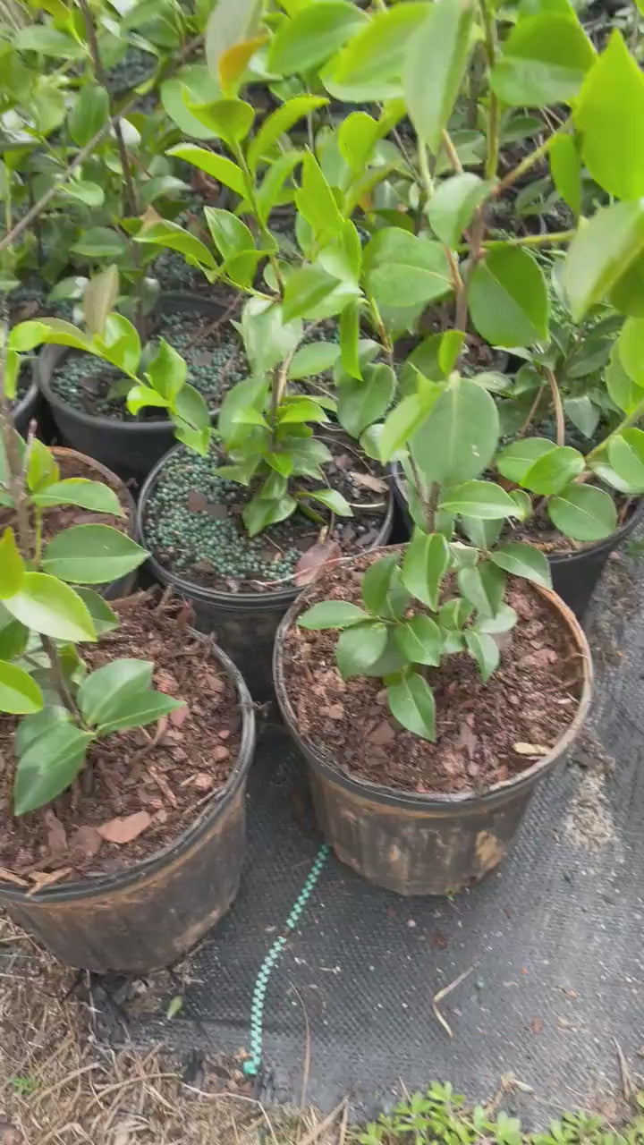 PLANT FOOD 18-5-10 Garden Fertilizer, Feeds for 5 - 6 months, Great for all plants, Slow Release Fertilizer, Garden Supplies, Plant Nutrient