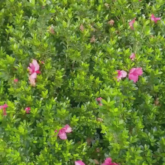 Deep Pink 'Chinzan' Azalea - Bonsai Tree - 1 Gallon