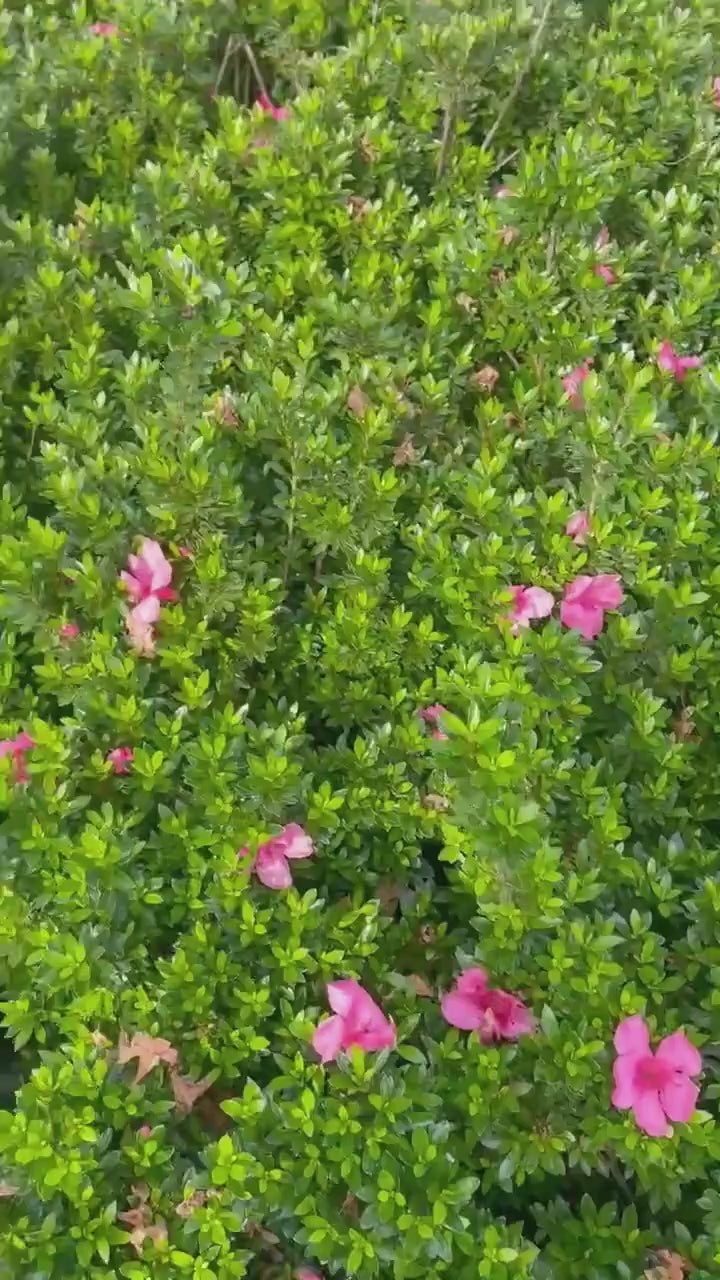 Deep Pink 'Chinzan' Azalea - Bonsai Tree - 1 Gallon