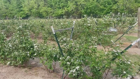 Blackberry Plants - Apache, Natchez, and Triple Crown Varieties | Thornless, Juicy, and Fast-Growing!