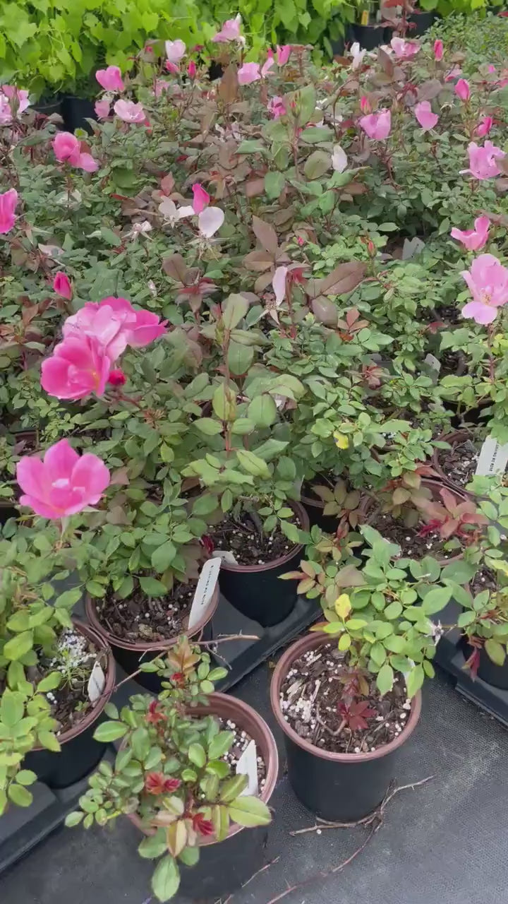 PINK Knock Out Rose! - Disease Resistant - Free Shipping - Quart Size Containers