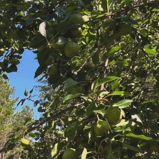 Home Grown Apples, Edible Fruit, Apple Pies, 4 Varieties to Choose, Grow Your Own Crisp and Flavorful Orchard Delight!