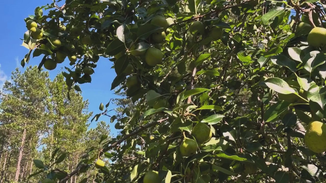Home Grown Apples, Edible Fruit, Apple Pies, 4 Varieties to Choose, Grow Your Own Crisp and Flavorful Orchard Delight!