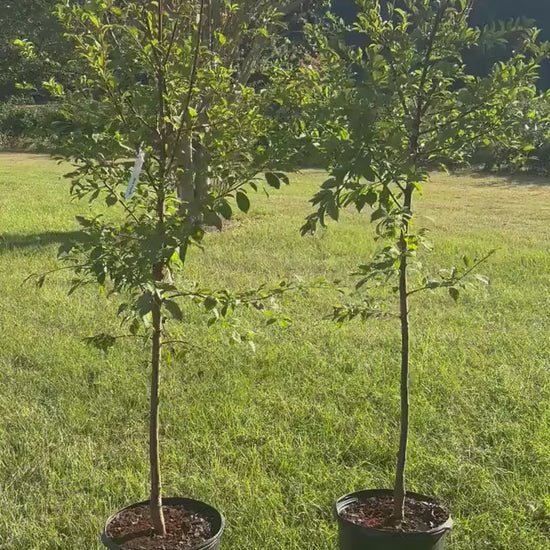 Methley Plum Tree (Prunus salicina ‘Methley’) – 5–6 Ft Tall in 10 Gallon Container, Sweet Red Plum