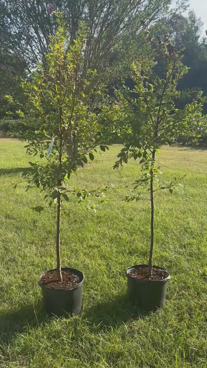Methley Plum Tree (Prunus salicina ‘Methley’) – 5–6 Ft Tall in 10 Gallon Container, Sweet Red Plum