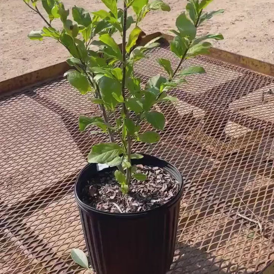Japanese Magnolia ‘Alexandrina’ | Pink Flowers | 3 Gallon Plant Sizes | Great Shade Tree with Winter Pink and Purple Blooms!