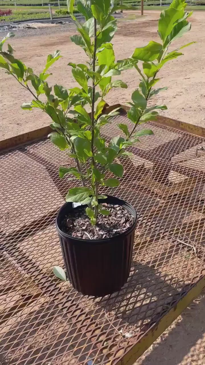 Japanese Magnolia ‘Alexandrina’ | Pink Flowers | 3 Gallon Plant Sizes | Great Shade Tree with Winter Pink and Purple Blooms!