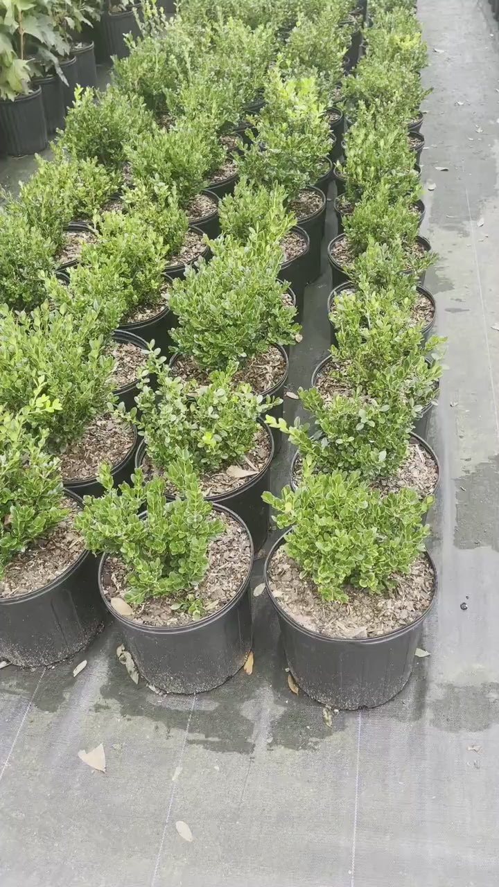 Wintergreen Boxwood - 1 gallon - Great for Bonsai, Topiary, or Hedges