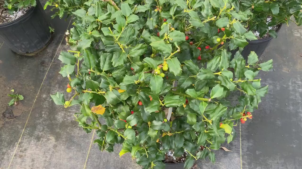 American Holly – Ardent Gardeners