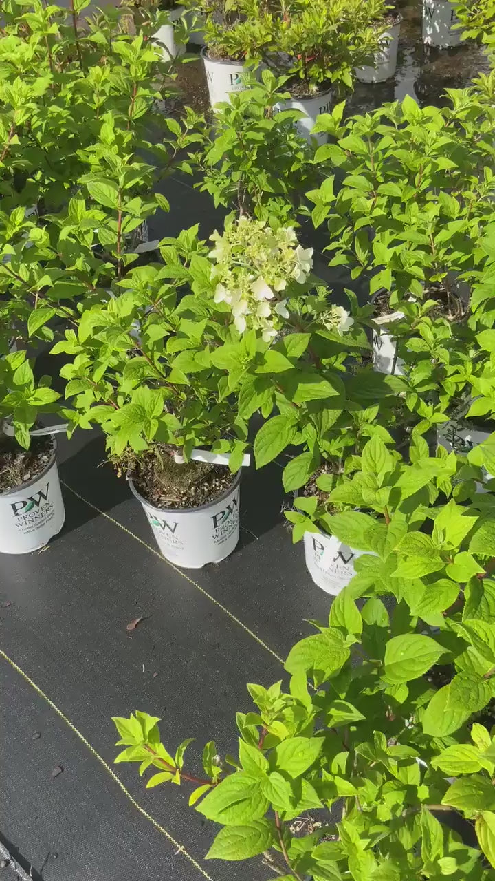 Limelight Hydrangea Paniculata | 3 Sizes to Choose | Free Shipping!