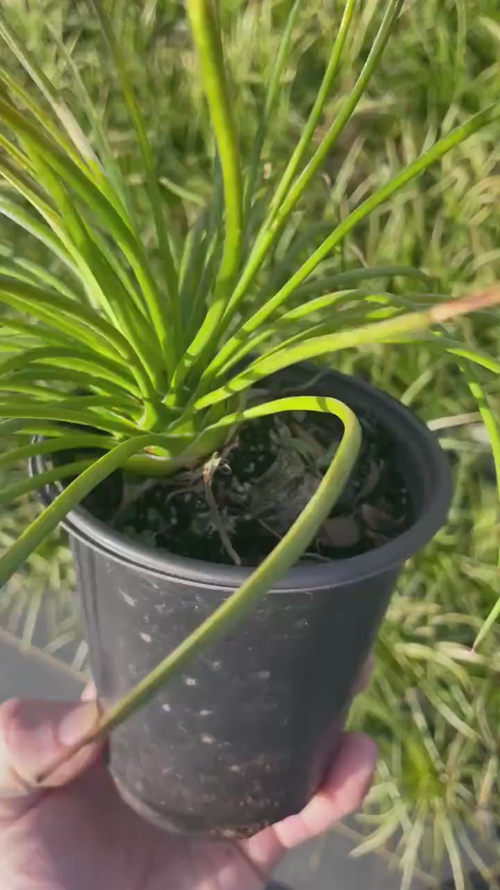 Twin Flowered Agave | Quart Succulent – Free Shipping – Ardent