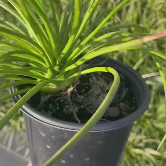 Twin Flowered Agave (Agave geminiflora) | 1 Quart Container | Drought-Tolerant, Low-Maintenance Succulent