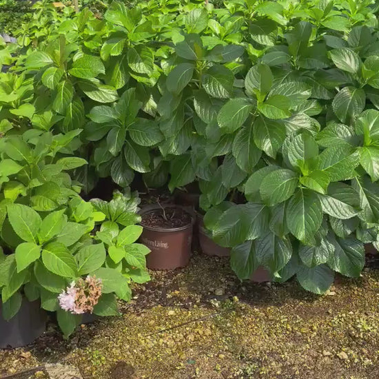 Big Daddy Hydrangea, Hydrangea macrophylla, Big Daddy plant, white hydrangea, 3 Gallon Container, real touch flowers, Decoration plant Gifts