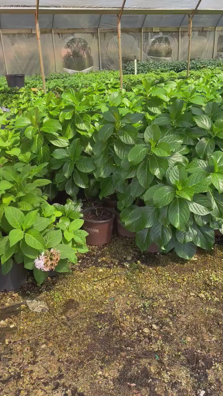 Big Daddy Hydrangea, Hydrangea macrophylla, Big Daddy plant, white hydrangea, 3 Gallon Container, real touch flowers, Decoration plant Gifts