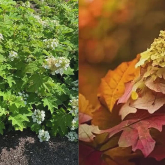 Oakleaf Hydrangea, Great Fall Color, Butterfly Magnet, Pee Gee Hydrangea, trending now flower, plant lover Gift, pretty plant, native plants