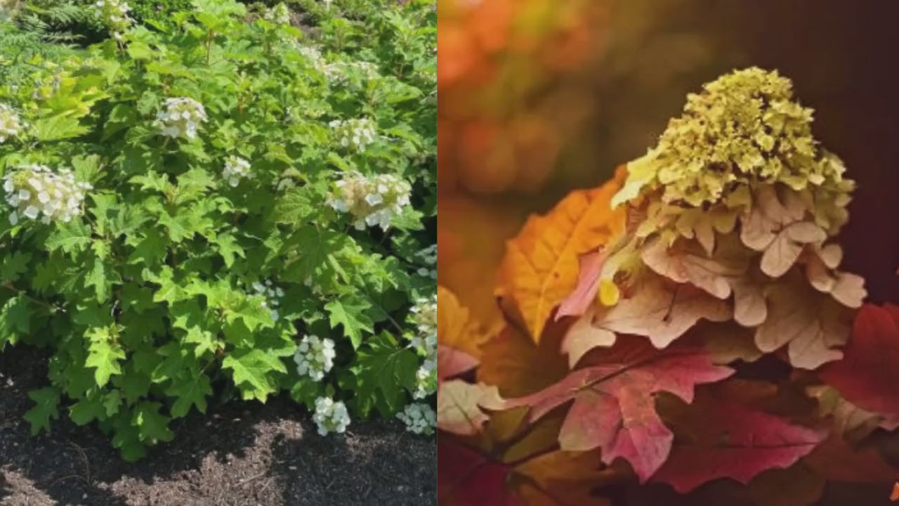 Oakleaf Hydrangea, Great Fall Color, Butterfly Magnet, Pee Gee Hydrangea, trending now flower, plant lover Gift, pretty plant, native plants