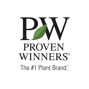 Supertunia Mini Vista® Scarlet Petunia