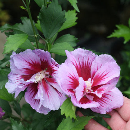 Purple Pillar® Rose of Sharon (Hibiscus syriacus)