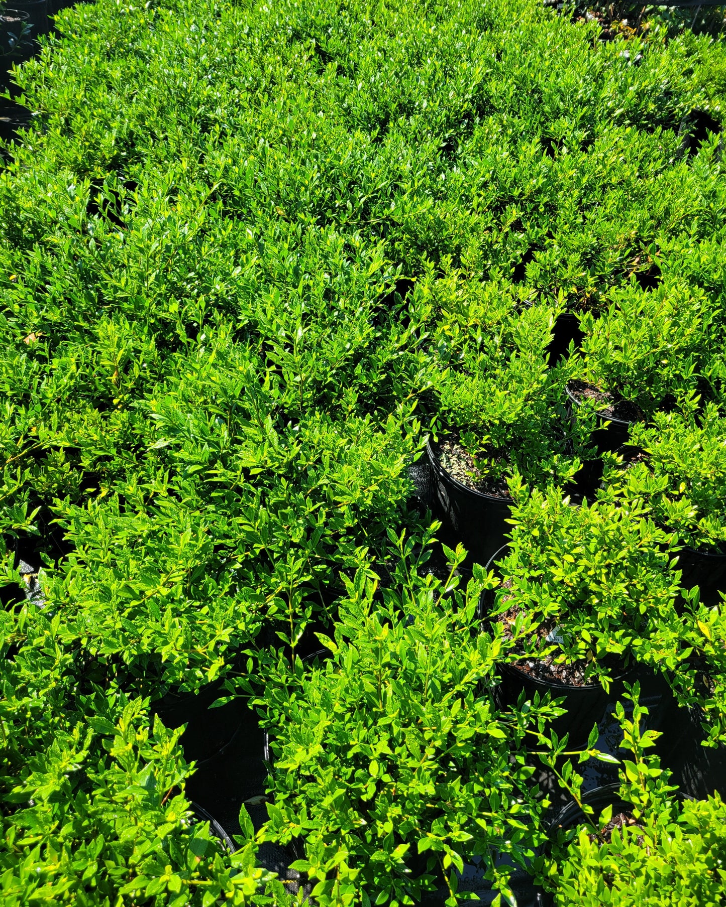 Frost Proof Gardenia