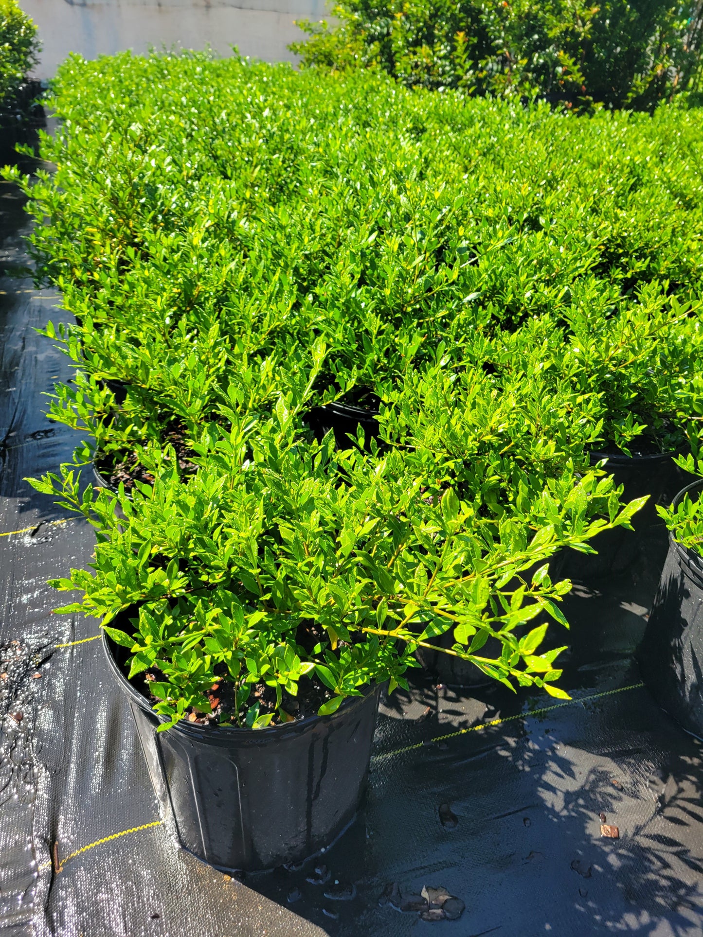 Frost Proof Gardenia