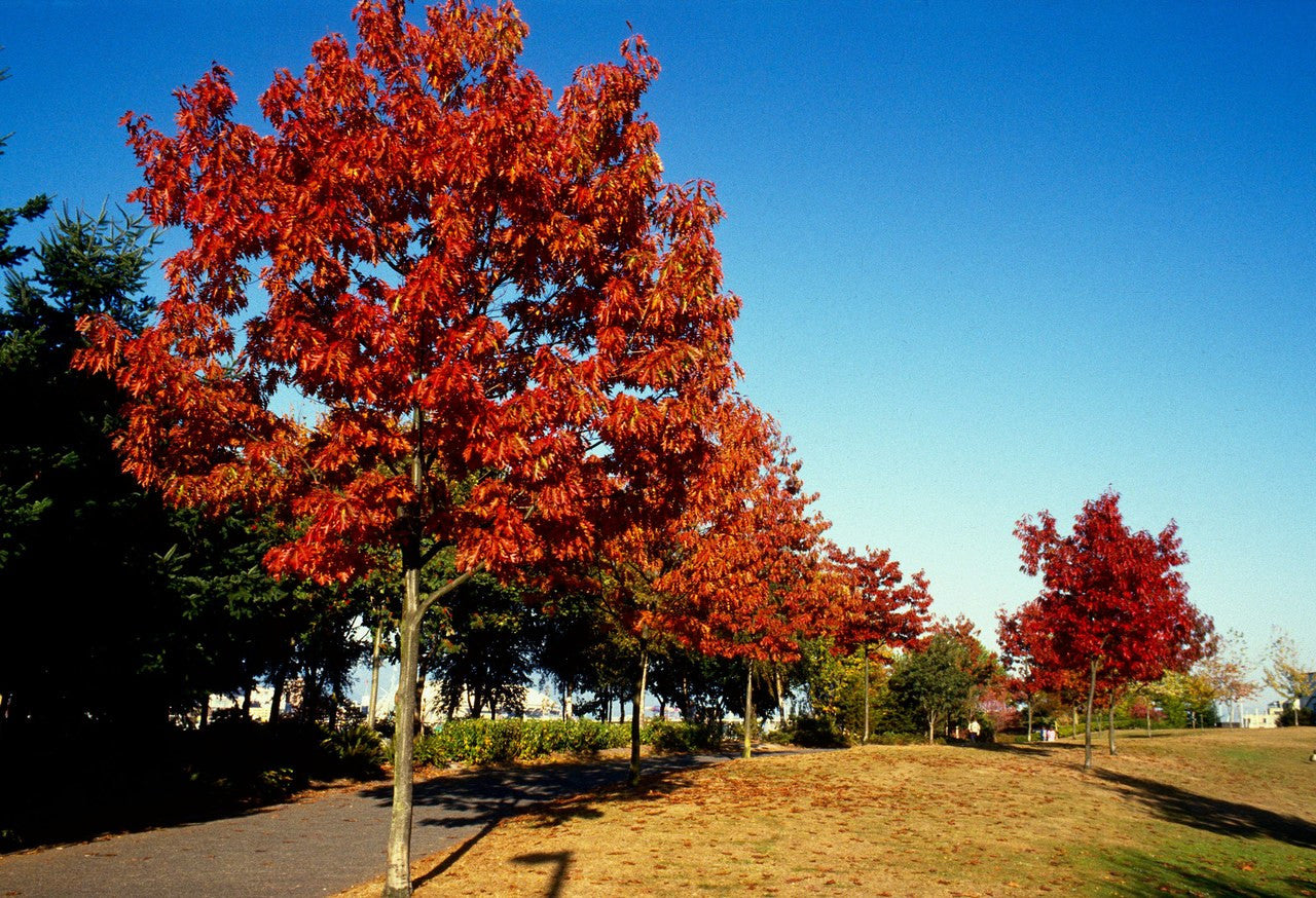 Northern Red Oak Seedlings | Quercus rubra