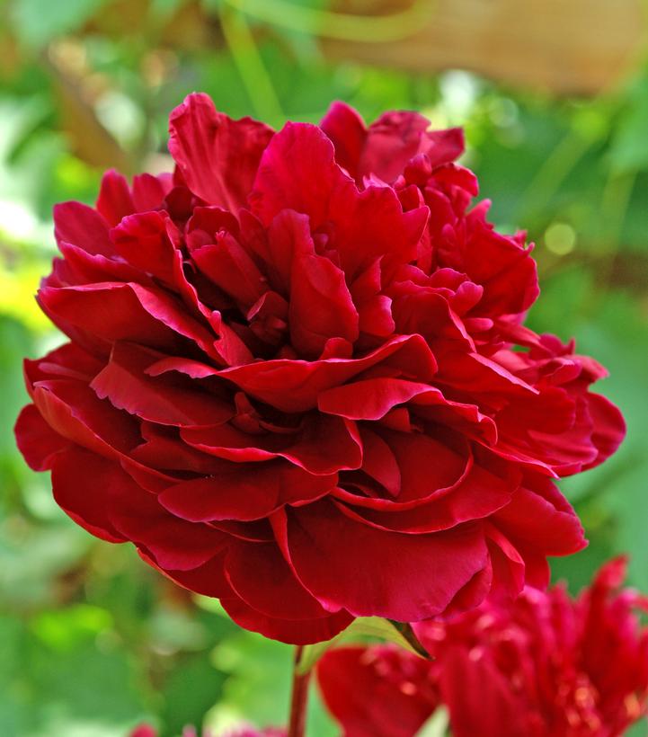 Peonies Perennials | Paeonia lactiflora & hybrids