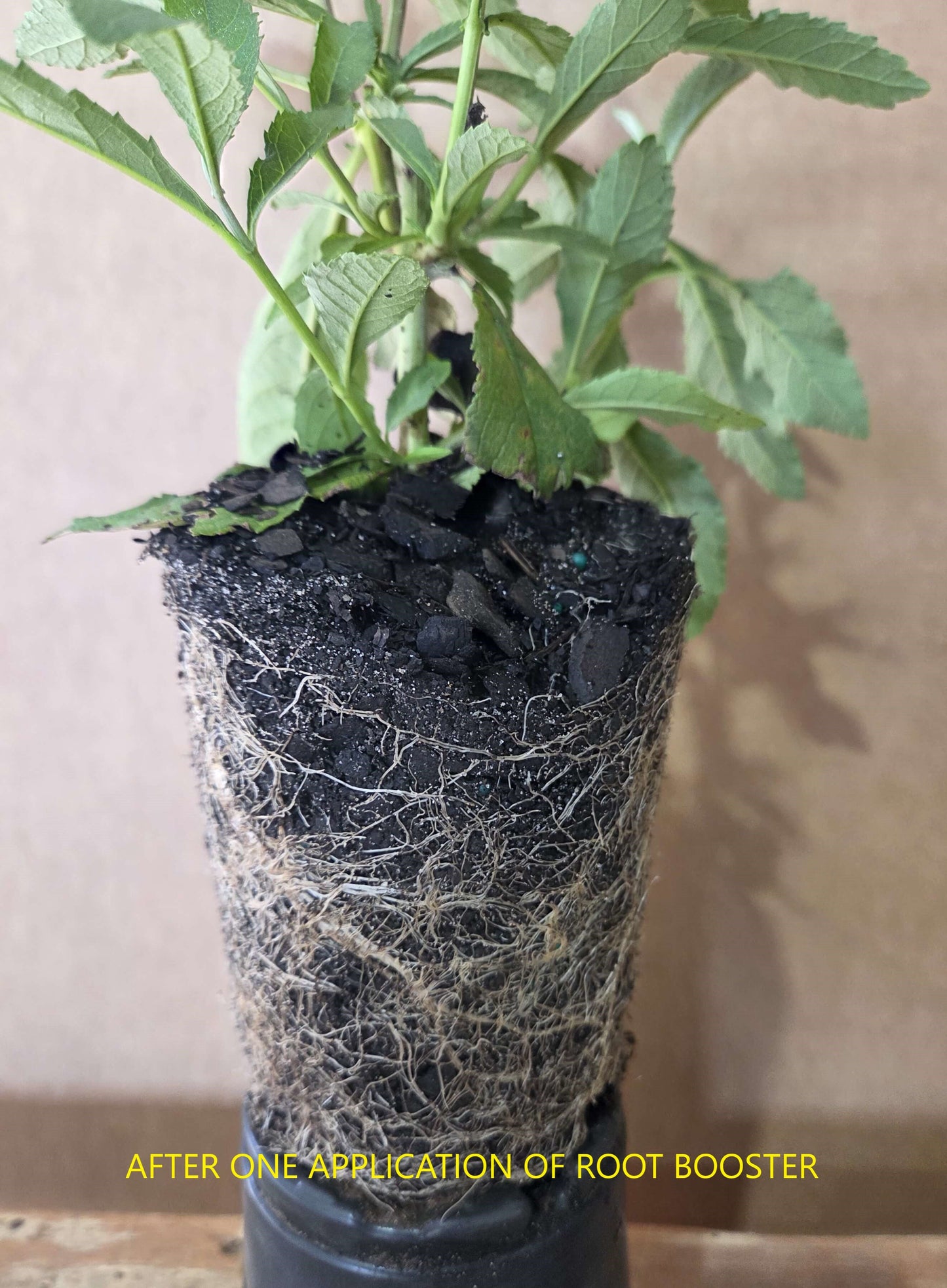 Big Foot Root Boost – Nitrogen Fixing Azospirillum for Strong Roots & Faster Plant Growth