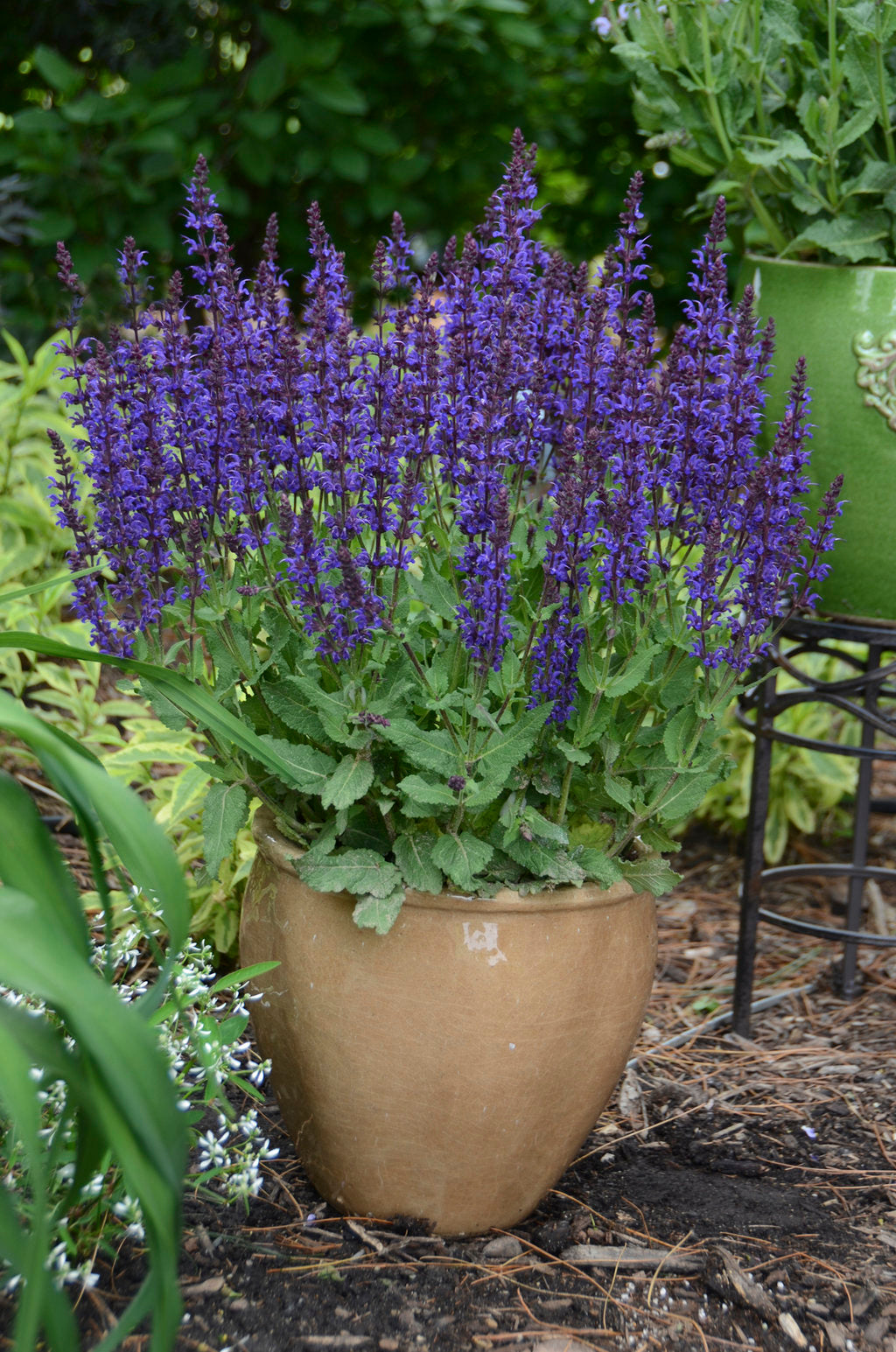 Salvia 'Violet Riot' | PP26273 | Proven Winners®