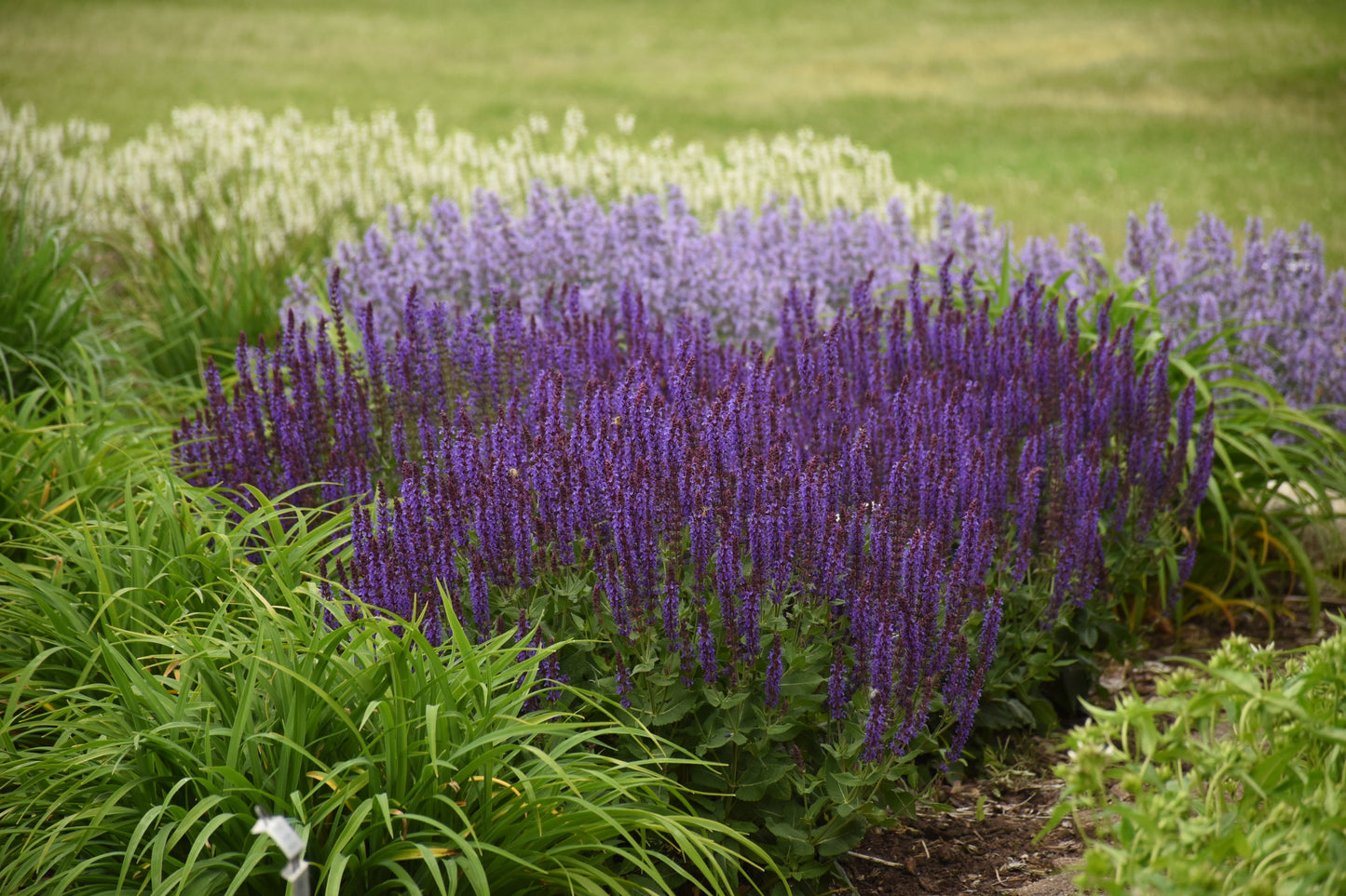 Salvia 'Violet Riot' | PP26273 | Proven Winners®