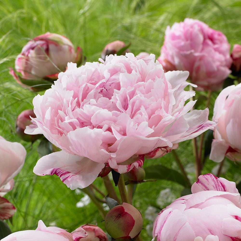 Peonies Perennials | Paeonia lactiflora & hybrids