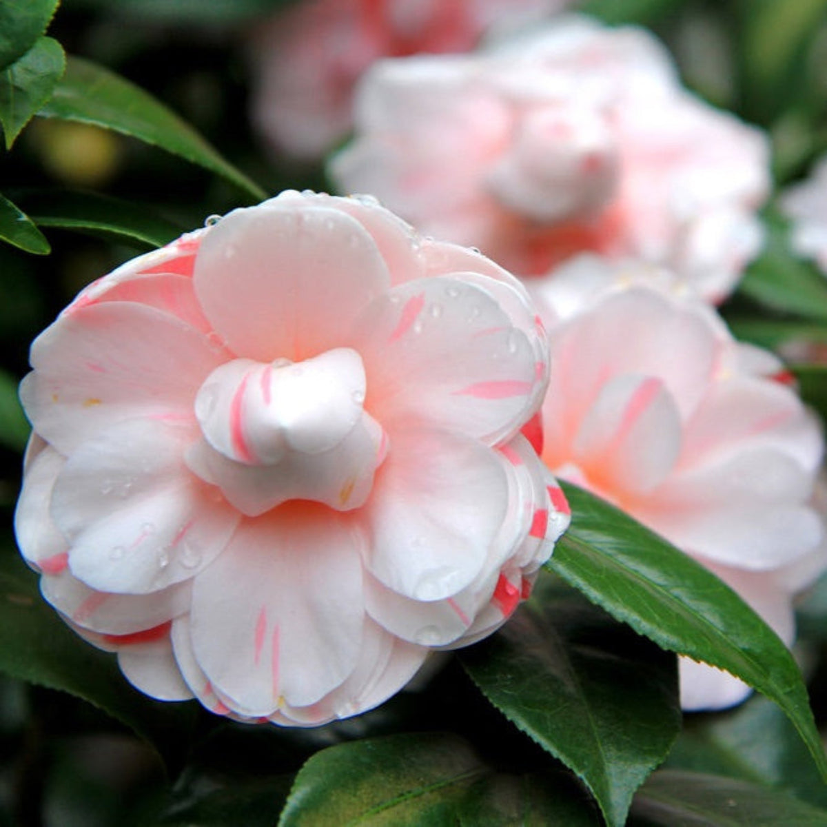 LA Peppermint Camellia | Variegated Pink Blooms