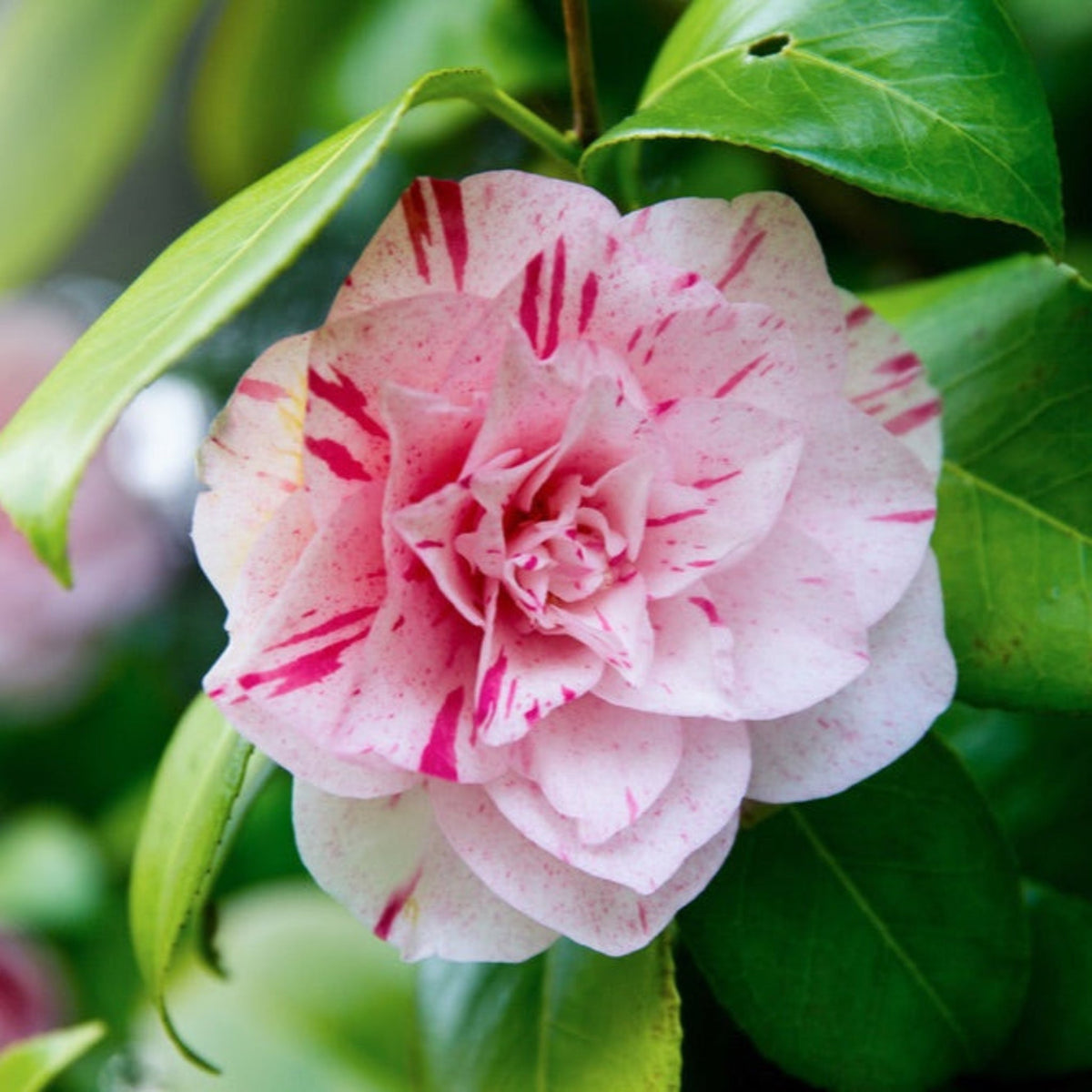 LA Peppermint Camellia | Variegated Pink Blooms